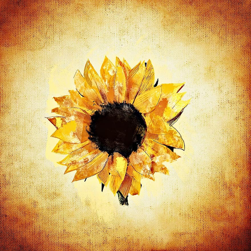 ηλιοτρόπιο, καλοκαίρι, φυτό, λουλούδι, κίτρινος, άνθος