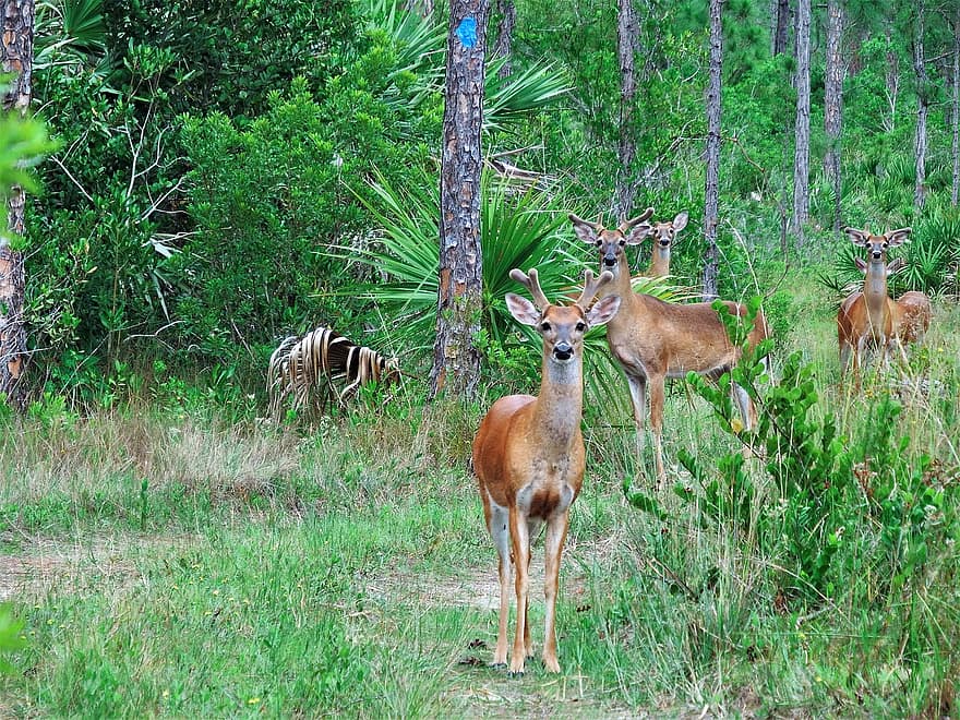 Deers, Antlers, Animals, Forest, Mammals, Wildlife, Wild Animals, Wildlife Photography, Woods, Wild, animals in the wild