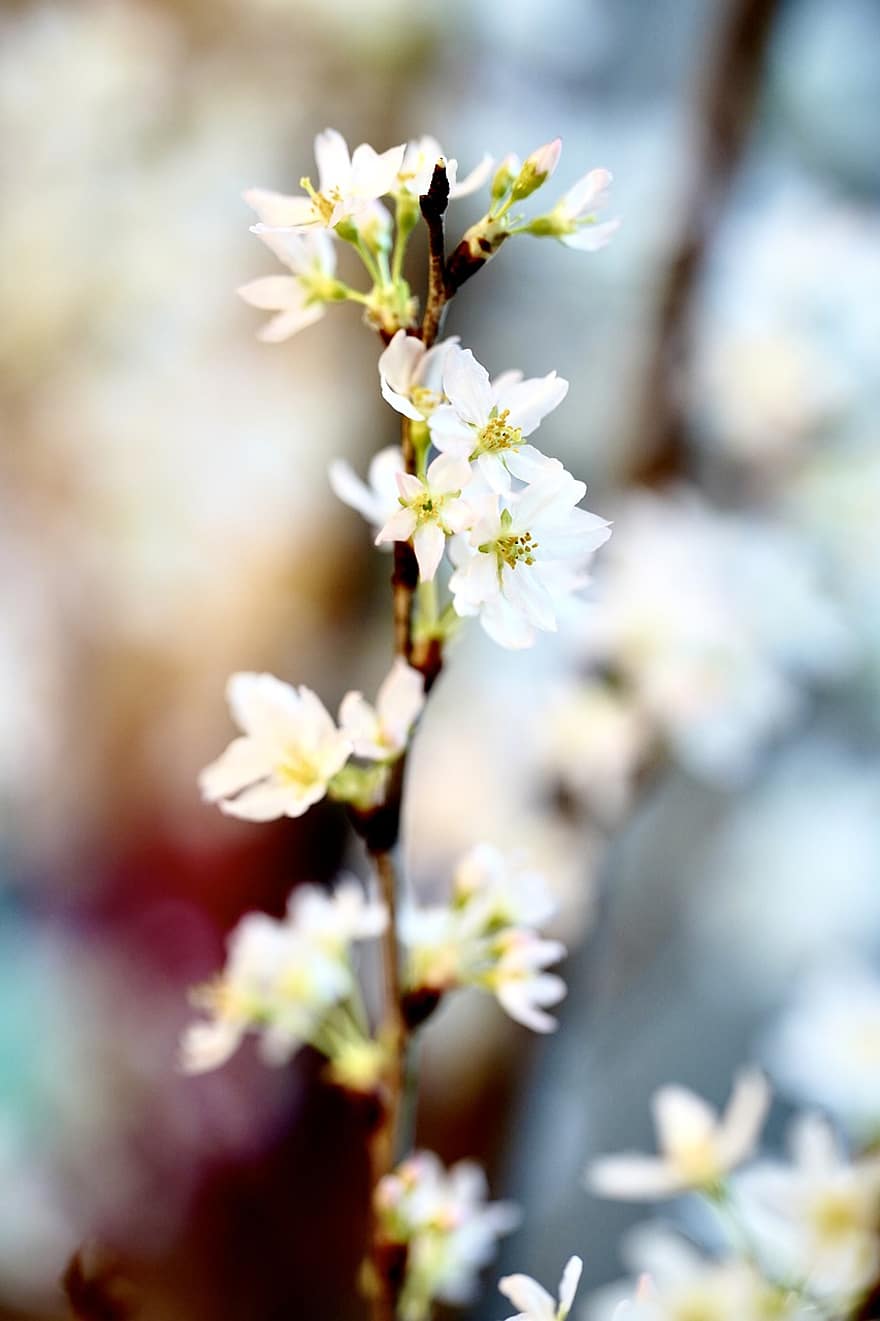 Цветение вишни, белые цветы, сакура, весна, цветы, крупный план, цветок, завод, ветка, лепесток, головка цветка