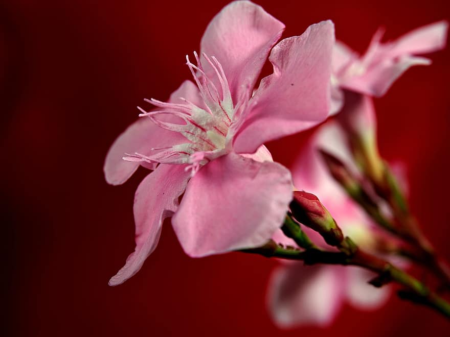 bloem, oleander, flora, natuur, bloeien, bloesem, detailopname, fabriek, bloemblad, bloemhoofd, roze kleur