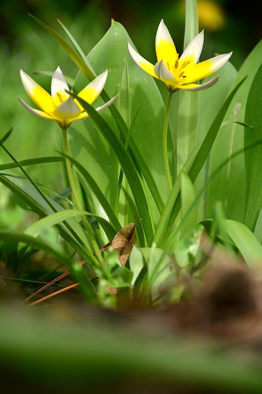 dzikie tulipany, kwiaty, roślina, płatki, kwiat, flora, wiosna, ogród, Natura, zielony kolor, lato