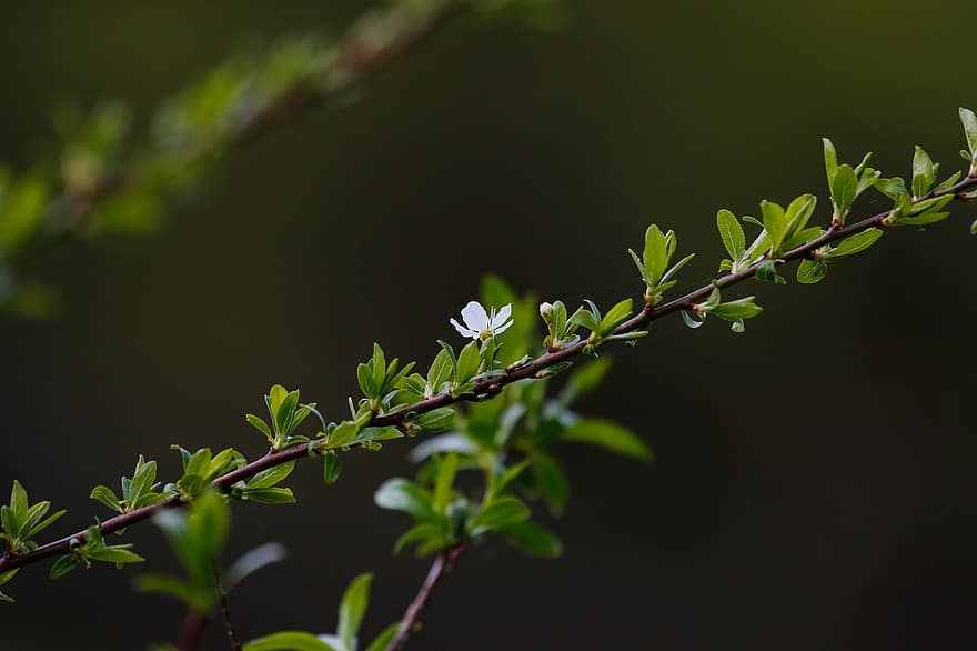 weiße Blume, blühender Zweig, blühen, Frühling, Blatt, grüne Farbe, Nahansicht, Pflanze, Ast, Sommer-, Frische