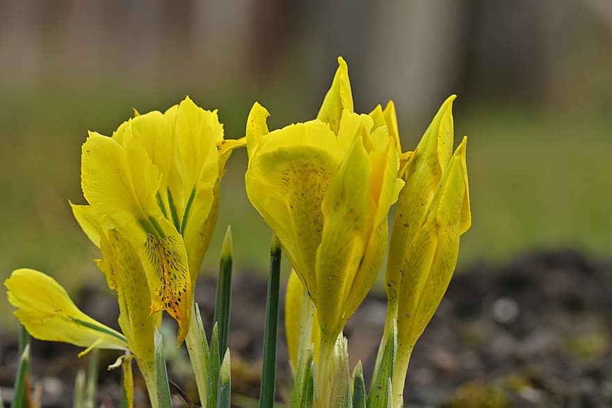 dverg iris, blomst, hage, gule blomster, petals, gule kronblader, blomstre, flora, planter