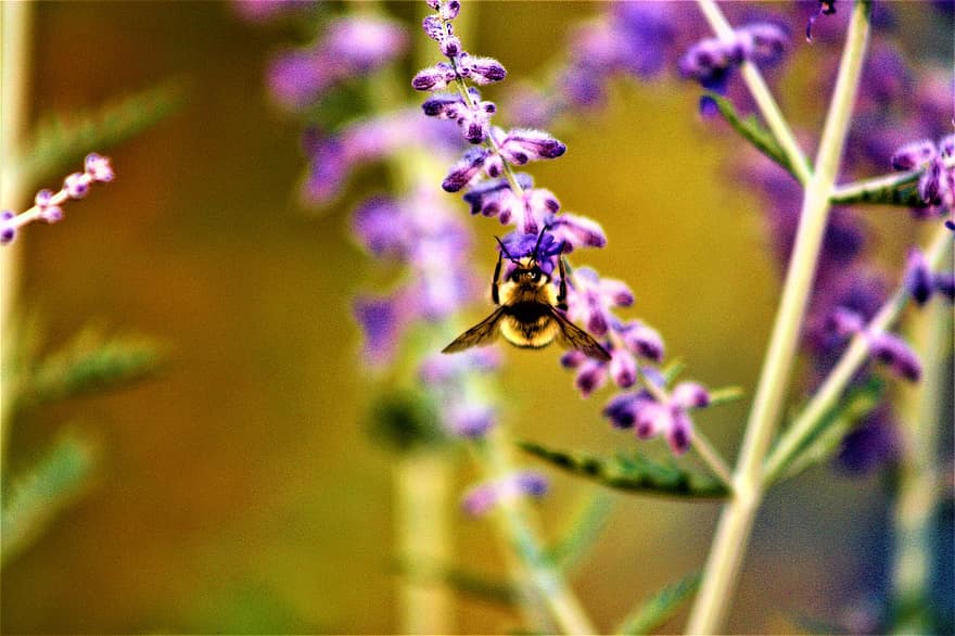 insectă, bondar, entomologie, polenizare, a inflori, floare, a închide, macro, albină, plantă, vară
