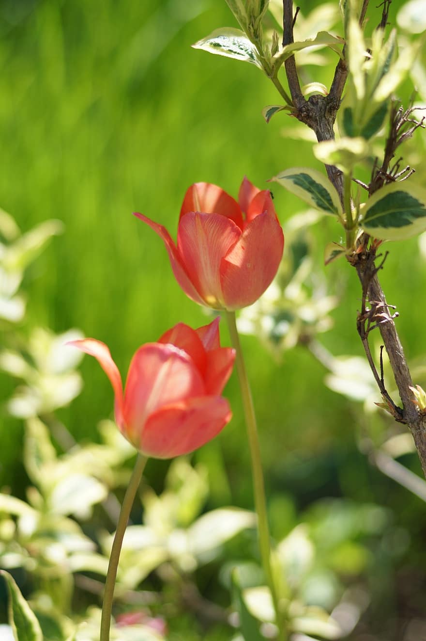 tulppaanit, kukat, vaaleanpunaiset tulppaanit, terälehdet, kukinta, kukka, kasvisto, luonto