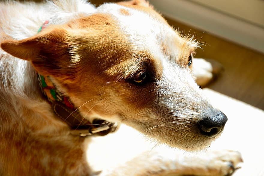 куче, кучка, несигурен, разтревожен, неспокоен, наблизо, слънчева светлина, женски пол, муцуна, домашен любимец, животински портрет, кучешки поглед
