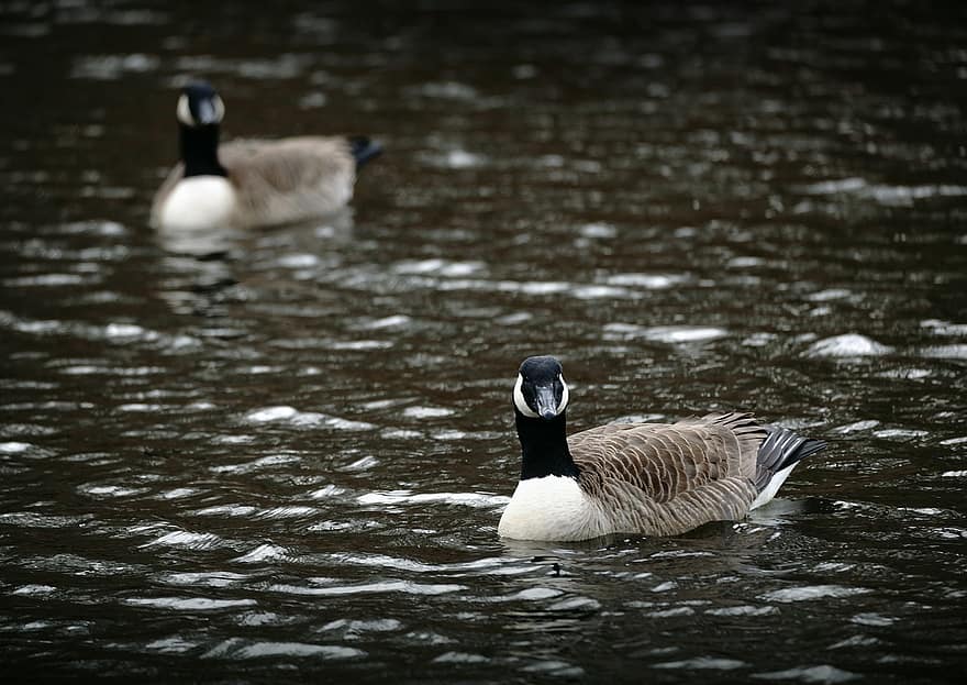 Geese, Birds, Lake, Ducks, Nature, Waterfowls, pond, water bird, feather, water, animals in the wild