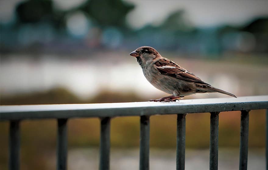 Sparrow, Bird, Handrail, Animal, Wildlife, Plumage, Peak, Sitting, Close Up, Ovíparos