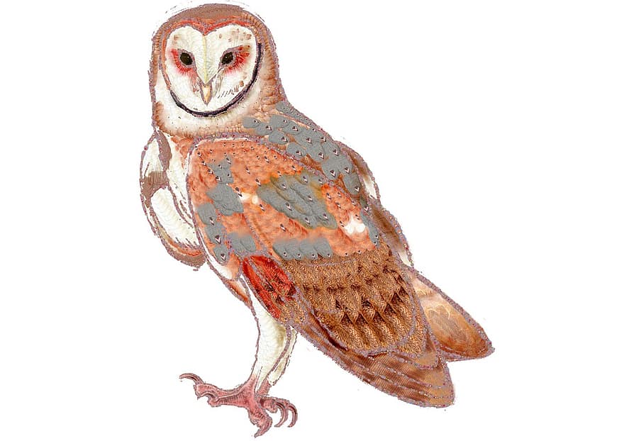 Bird, Owl, Ornithology, Species, Fauna, Avian, Animal, Drawing, Sketch, Beak, illustration