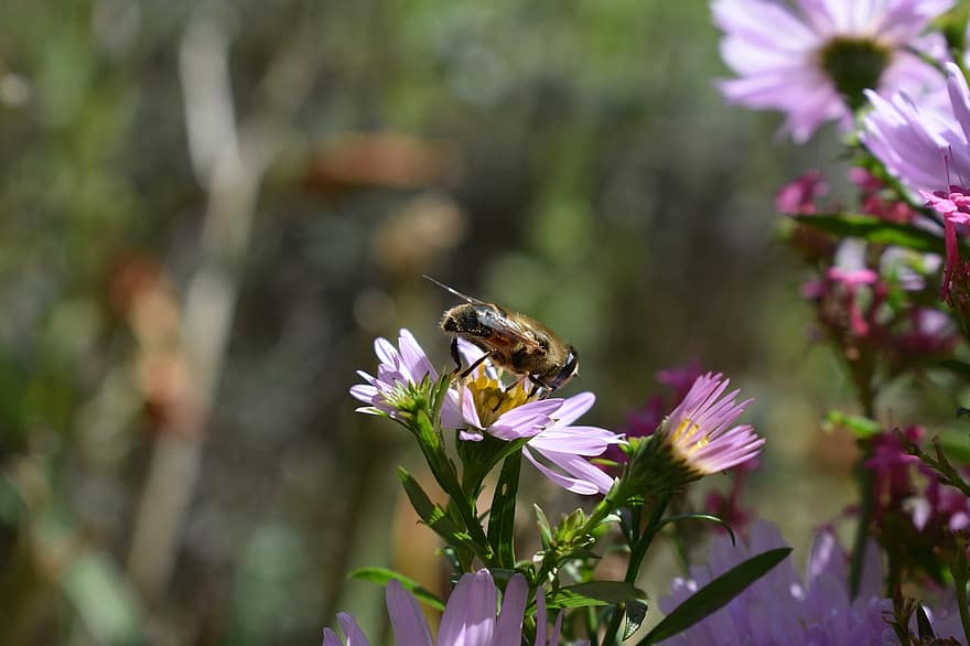 bi, insekt, blomster, lilla blomster, bestøve, bestøvning, pollen, Hymenoptera, winged insekt, dyr verden, fauna