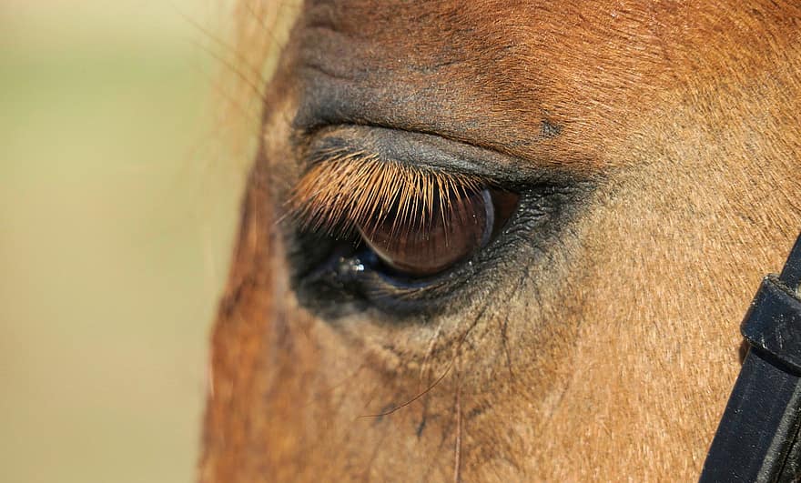 घोड़ा, आंख, जानवर, पलकें, खेत के जानवर, सस्तन प्राणी, घोड़े का, पशु का सिर, क्लोज़ अप, बिना बधिया किया घोड़ा, खेत