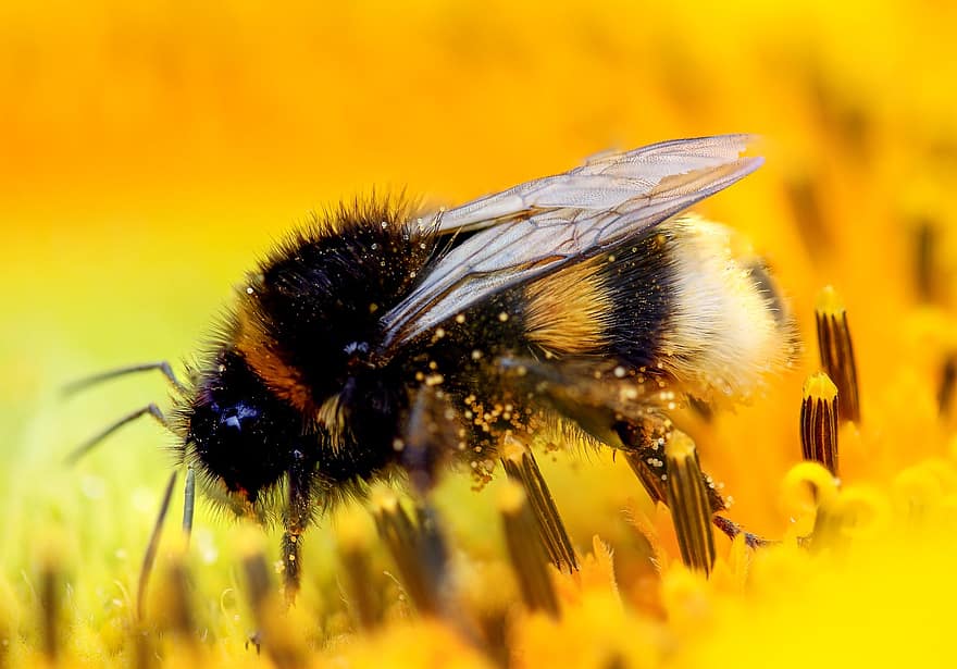 bourdon, pollen, abeille, la nature, insecte, entomologie