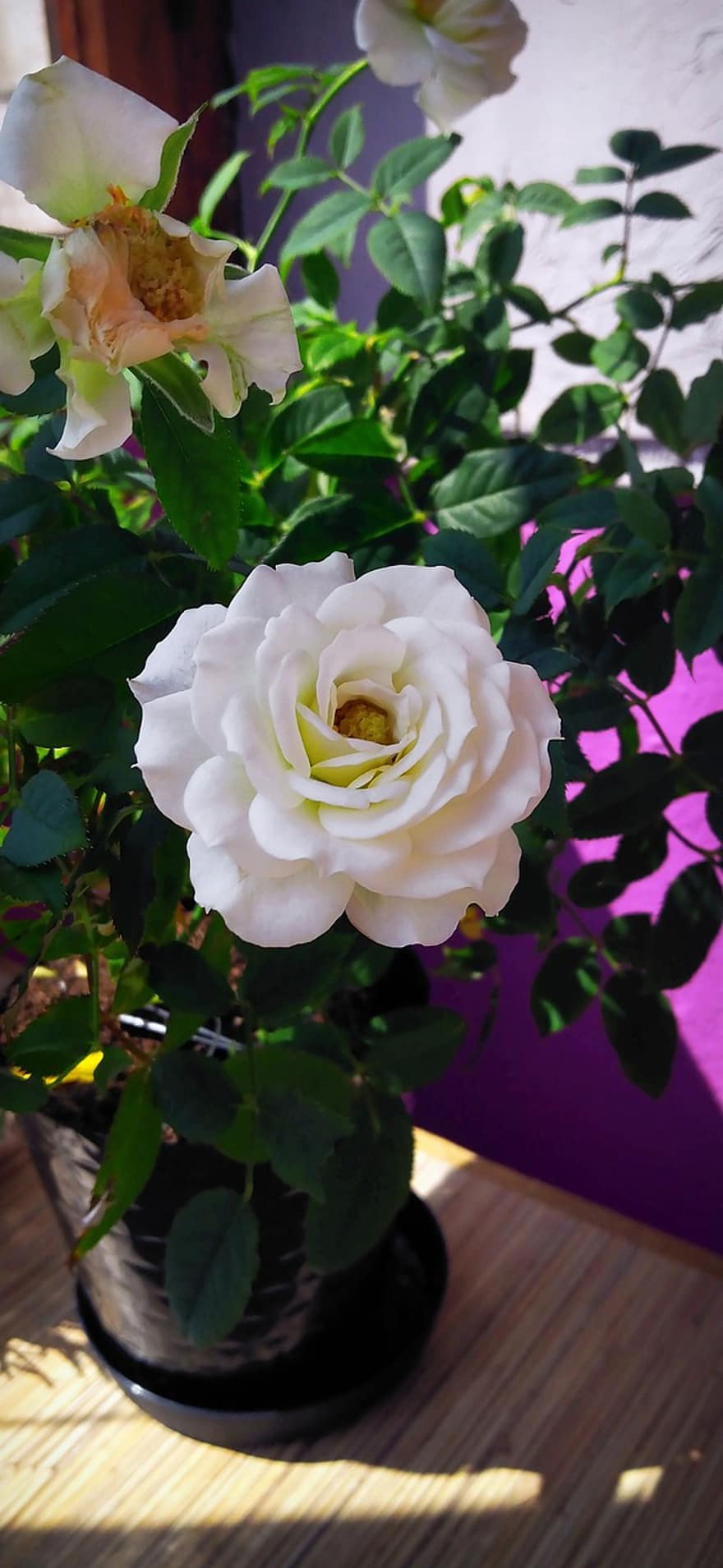 pakilo, Balta rožė, gėlės, balta, žiedlapis, balta gėlė, rožių krūmas