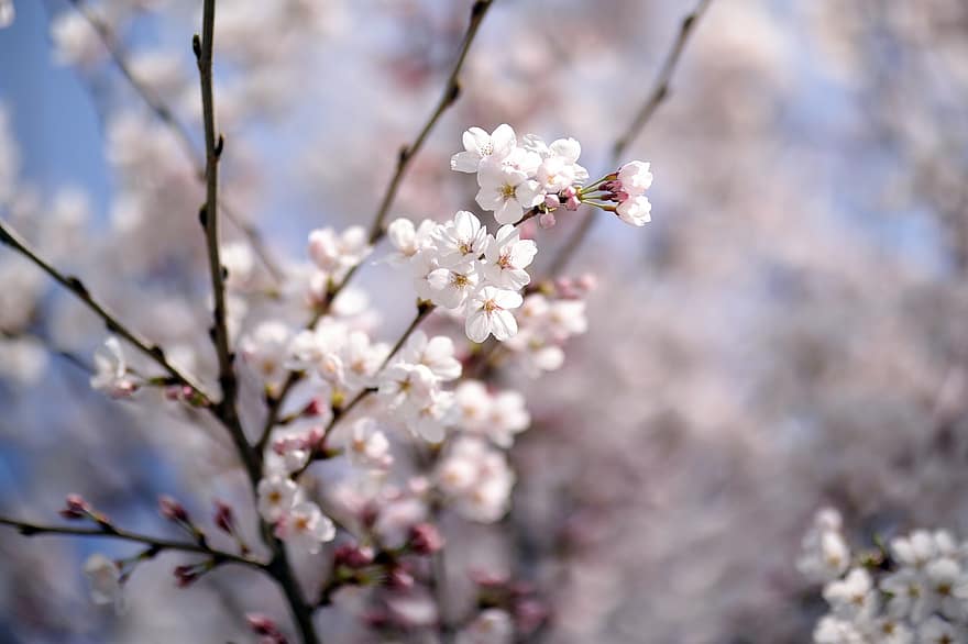 ดอกไม้, ฤดูใบไม้ผลิ, ดอกซากุระ, ต้นไม้, ตามฤดูกาล, ประเทศญี่ปุ่น, เบ่งบาน, ดอก, กลีบดอก, การเจริญเติบโต, สาขา