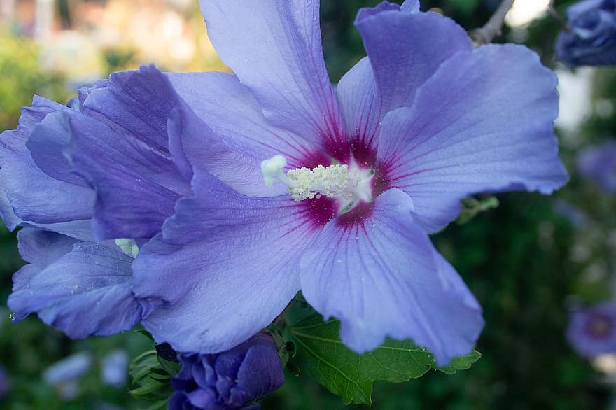 hibiscus, kukka, puutarha, violetti Hibiscus, violetti kukka, terälehdet, violetit terälehdet, kukinta, kasvisto, kasvi, luonto
