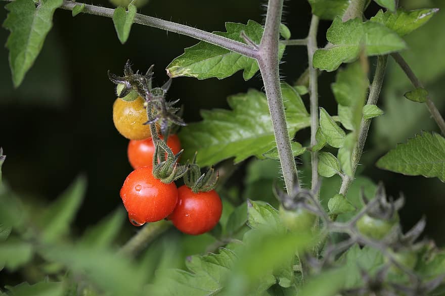 çeri domatesler, sebzeler, şube, çiy, ıslak, domates, yapraklar, bitki, Gıda, organik, çiy damlası