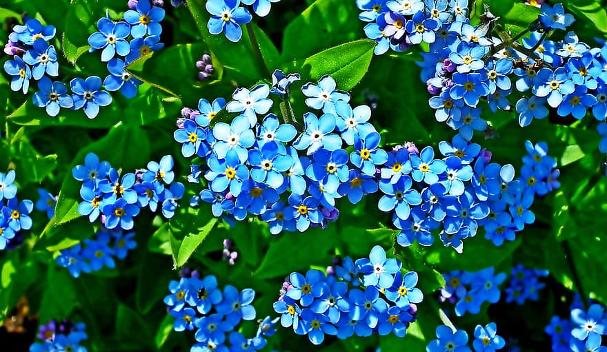 ξεχάστε-me-nots, λουλούδια, φυτά, μπλε λουλούδια, πέταλα, φύλλα, ανθίζω, χλωρίδα, φύση, γκρο πλαν, φυτό