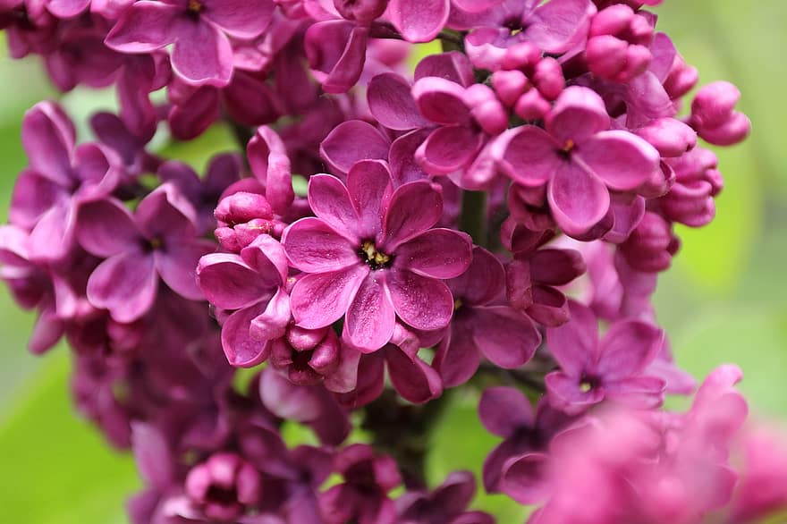 ライラック、フラワーズ、ブッシュ、紫色の花、花びら、紫色の花びら、咲く、花、フローラ、植物、自然