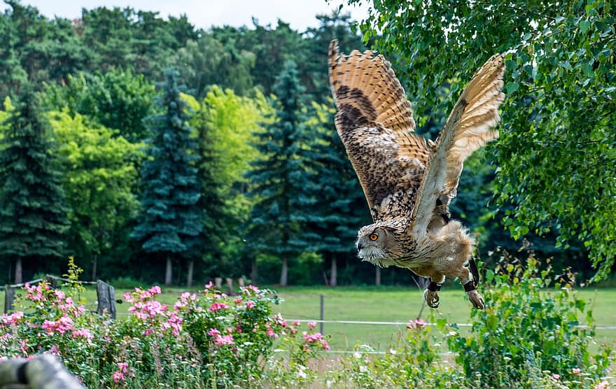 Owl, Eagle-owl, Flying, Bird, Flight, Flying Owl, Wings, Feathers, Plumage, Ave, Avian