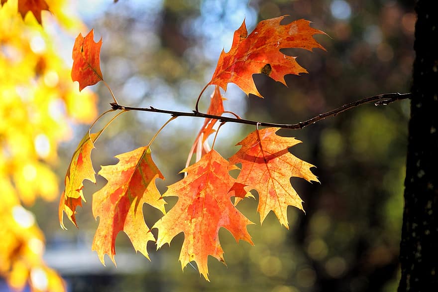 jesień, odchodzi, listowie, jesienne liście, sezon jesienny, spadek liści, liść, żółty, pora roku, drzewo, wielobarwne