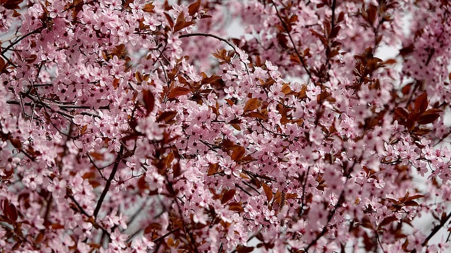 Sakura, virágok, cseresznye virágok, rózsaszín szirmok, szirmok, virágzik, természet, virágzás