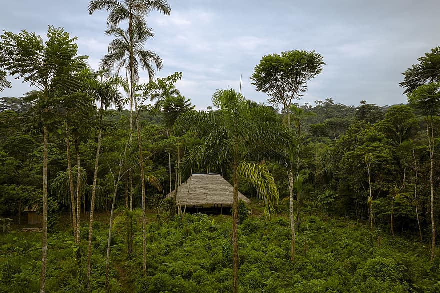 トロピカル、島、自然、小屋、木、旅行、探査、ジャングル、森林、緑色、風景