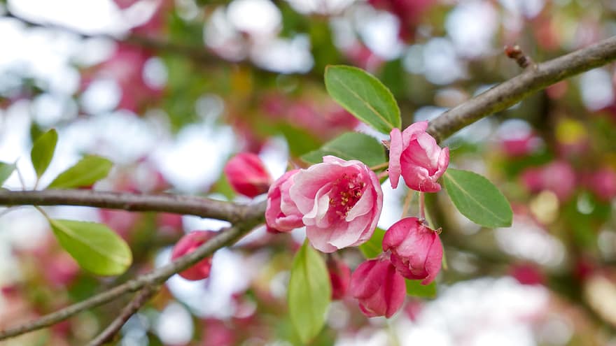 ピンク、花、木、ブランチ、自然、バックグラウンド、リンゴの木、フラワーズ、フローラル、咲く、壁紙