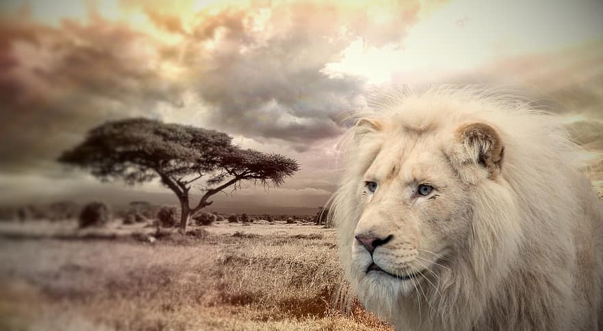oroszlán, állat, Afrika, vadvilág, ragadozó, macskaféle, sörény, emlős, természet, macska, király