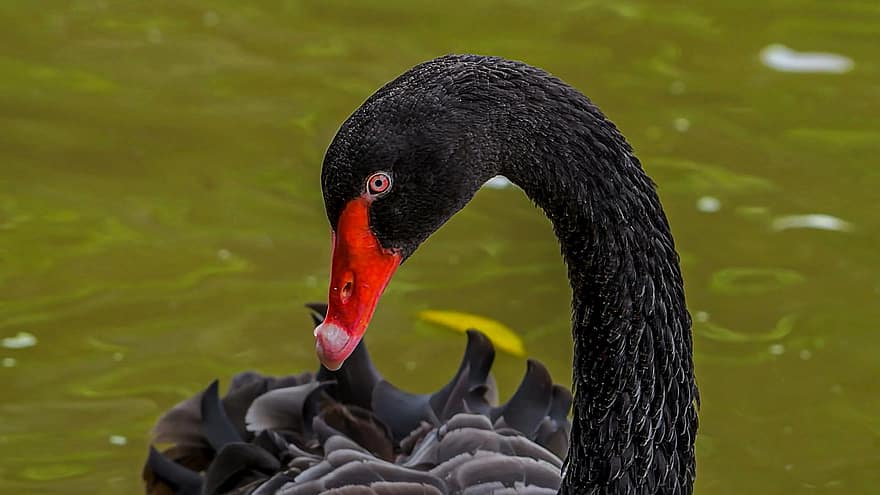zwaan-, Bill, zwart, veren, zwart verenkleed, zwarte zwaan, vijver, waterwild, watervogel, ave, aviaire