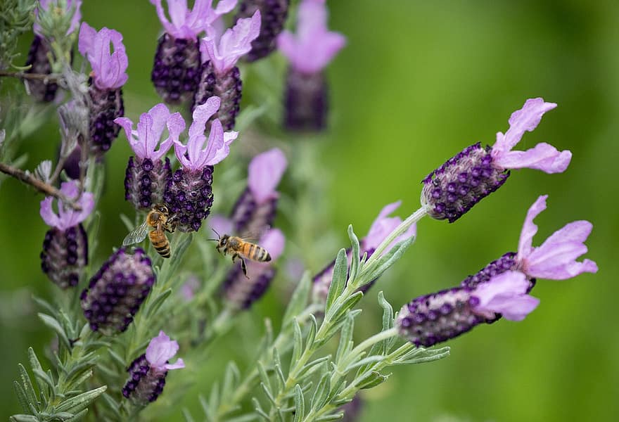 lavender, cangkir lavender, Rempah, bunga, alam, merapatkan, musim panas, menanam, ungu, warna hijau, serangga