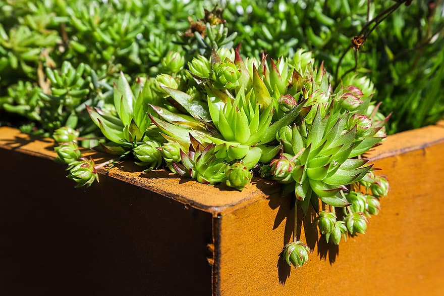 Sempervivum, Succulent, Plant, Cacti, Juicy, Houseleek, Garden, Nature, leaf, green color, close-up