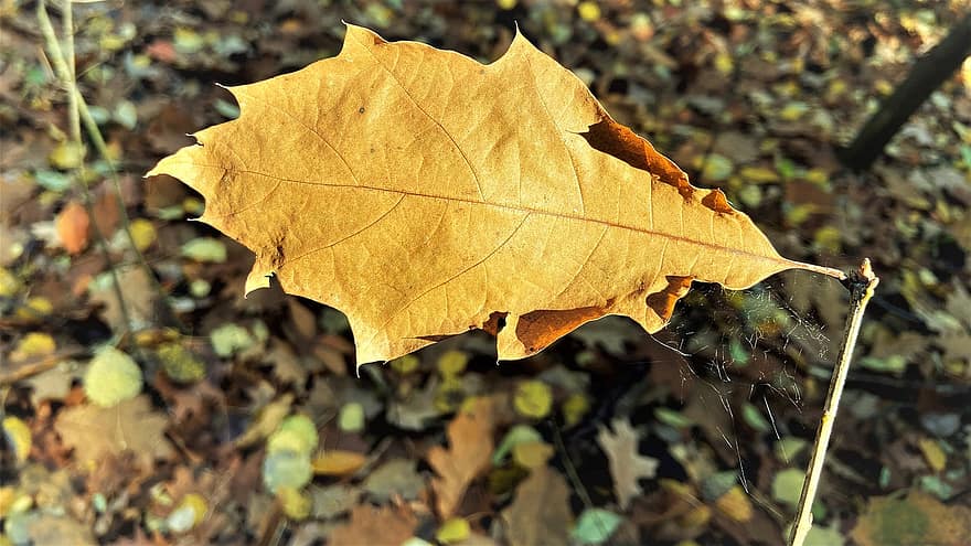 лист, паутина, природа, осень, падать, желтый, время года, октябрь, крупный план, лес, дерево
