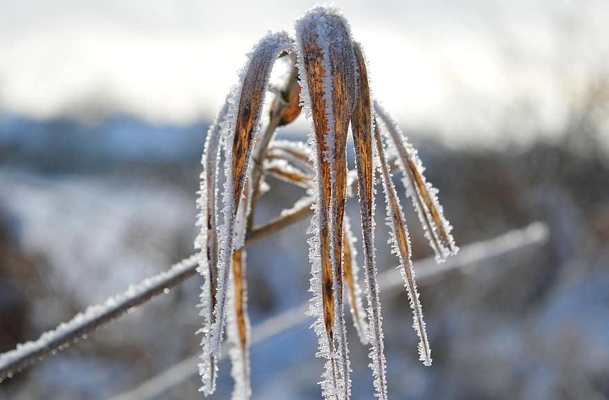 Leaves, Plant, Frost, Hoarfrost, Frozen, Ice, Snow, Ice Crystals, Cold, Wintry, Winter