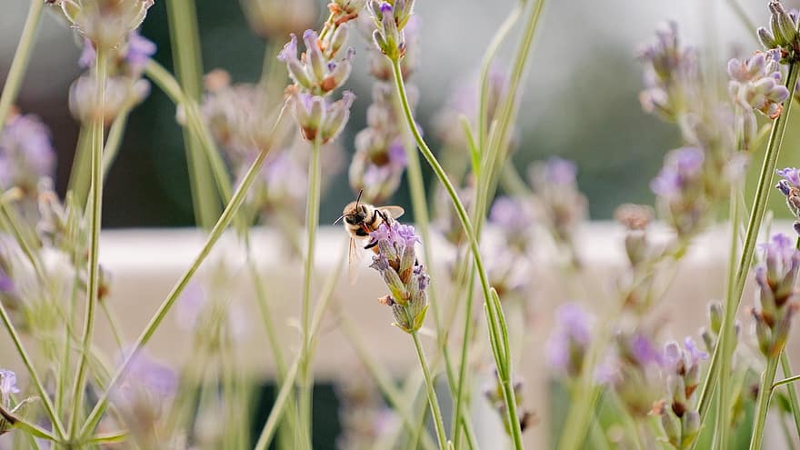 albină, insectă, floare, lavandă, Iedera Albină, Colete Hederae, polenizare, muguri, plantă, natură, macro