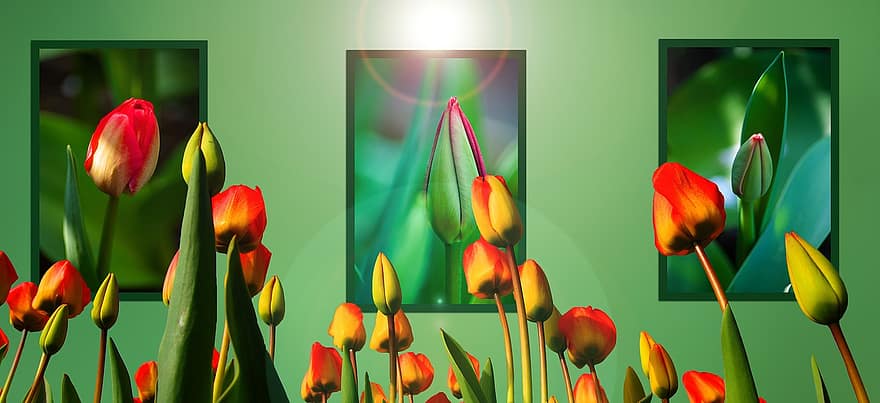 tulipanes, fondo, Flores de primavera, verde