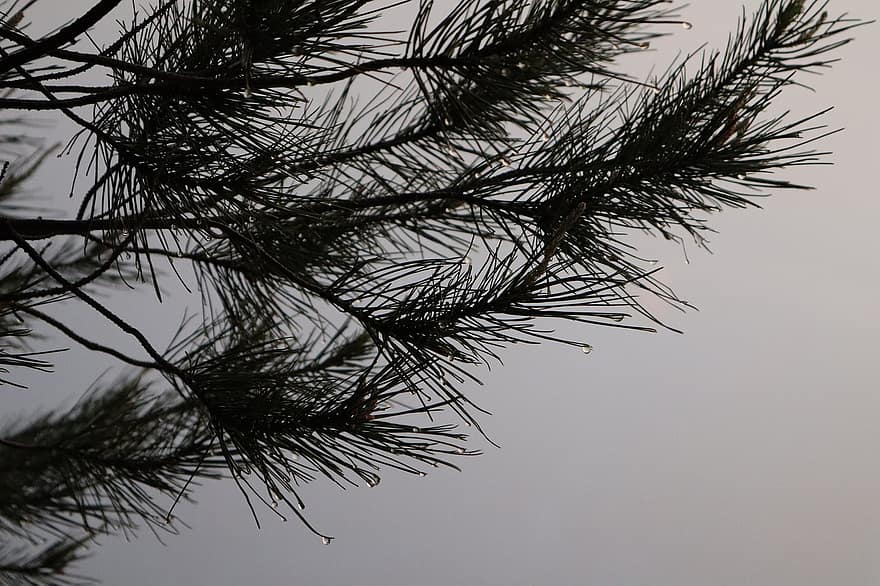 Pine Tree, Forest, Tree, Nature, Winter, branch, backgrounds, plant, coniferous tree, leaf, close-up