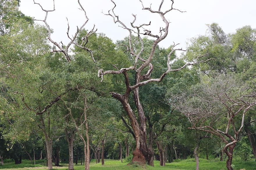 나무, 숲, 니완타카 체티야 아누라다푸라, 올드 아누라다푸라 시티, 아누라다푸라 왕국, 불교, 스리랑카, 오래된 스리랑카