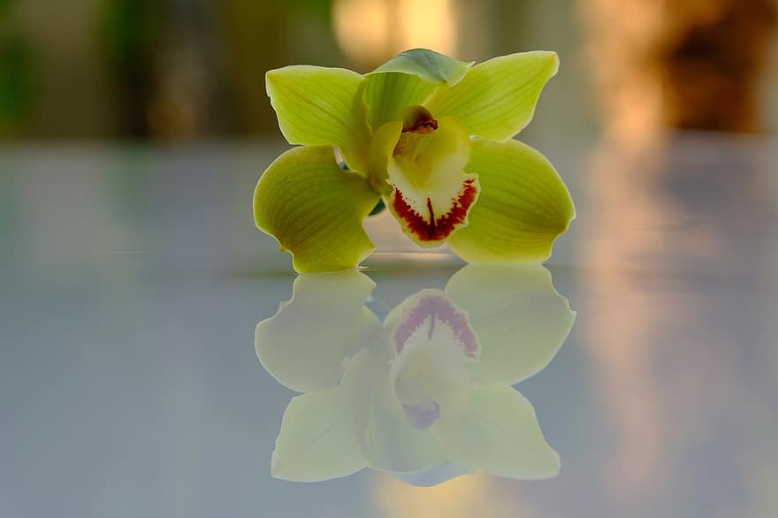 Blume, Orchidee, Blütenblätter, Reflexion, Nahansicht, gelbe blütenblätter, gelbe Orchidee, Spiegeln