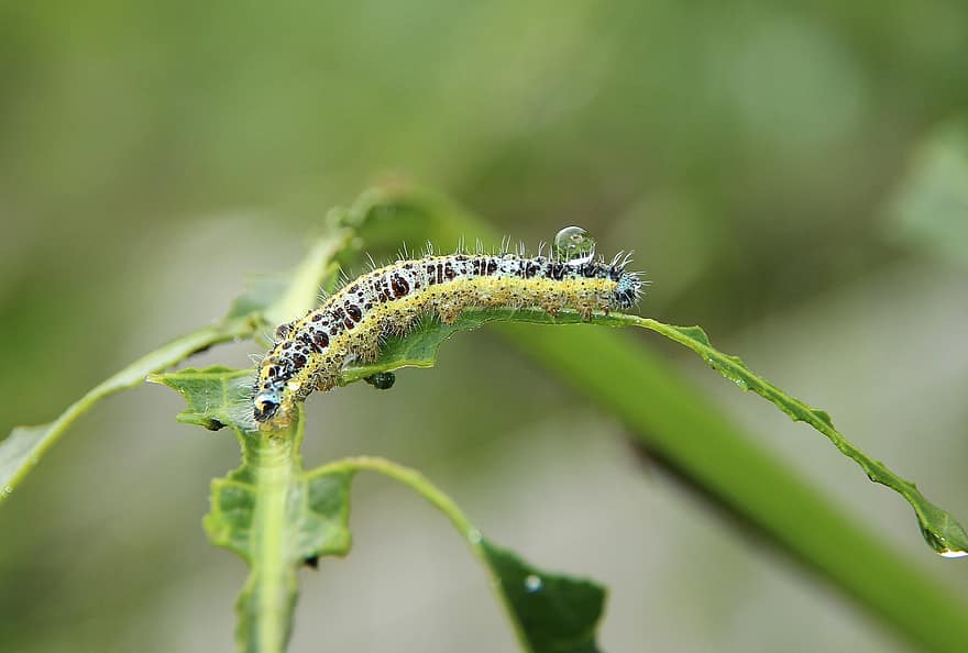 Caterpillar, Drops, Rosa, After The Rain, Grass, Summer, Green, Animals, Nature, Larva, Insects