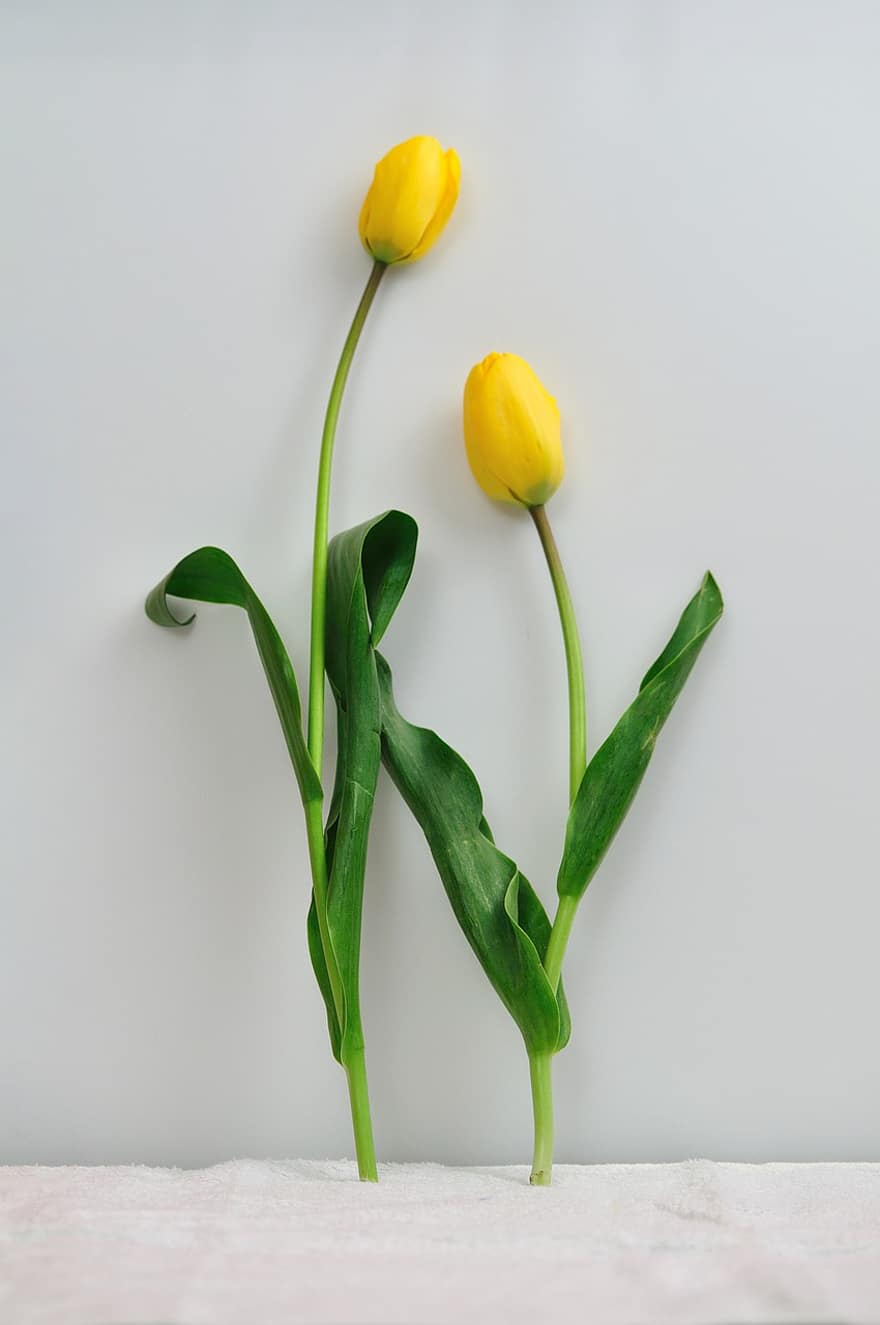 flore, tulipes, jaune, printemps, saison, augmenter, botanique