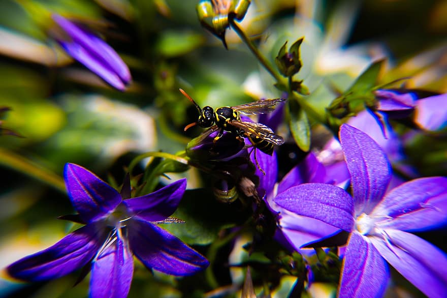 polen, çiçek, böcek, bahar, sinek, ercik, toplama, saç, yaban arısı, bitki, bal