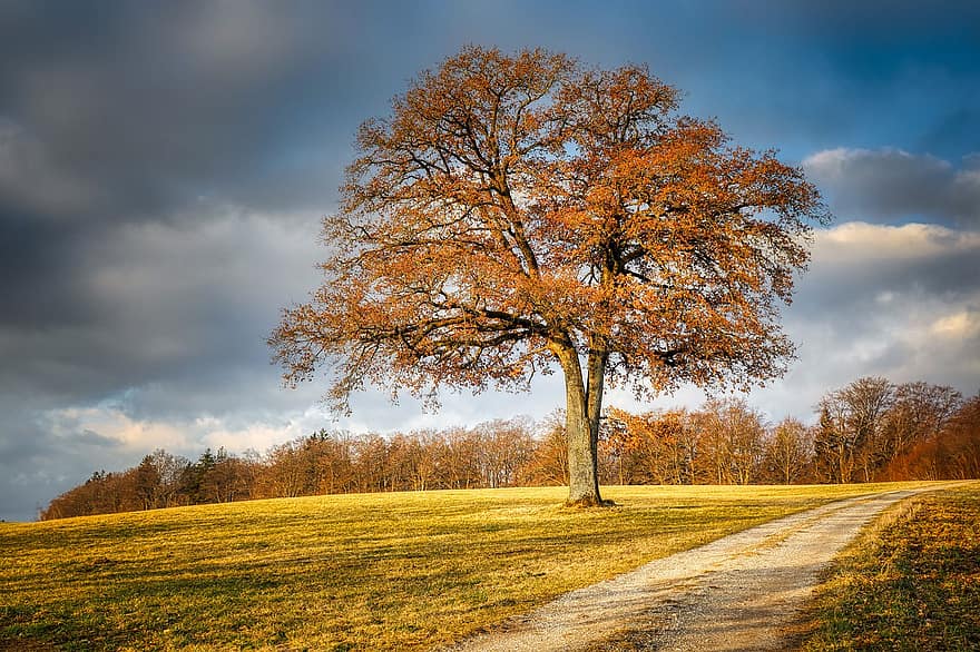 Tree, Path, Dirt Road, Meadow, February, Leaves, Forest, Hill, Landscape, Nature, autumn