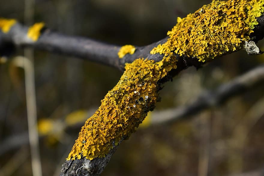 lichen, branch, tree