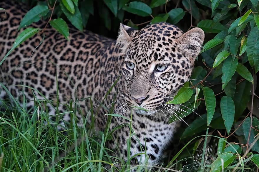 leopard, velká kočka, zvíře, dravec, savec, divoké zvíře, volně žijících živočichů, divočina, fauna, safari