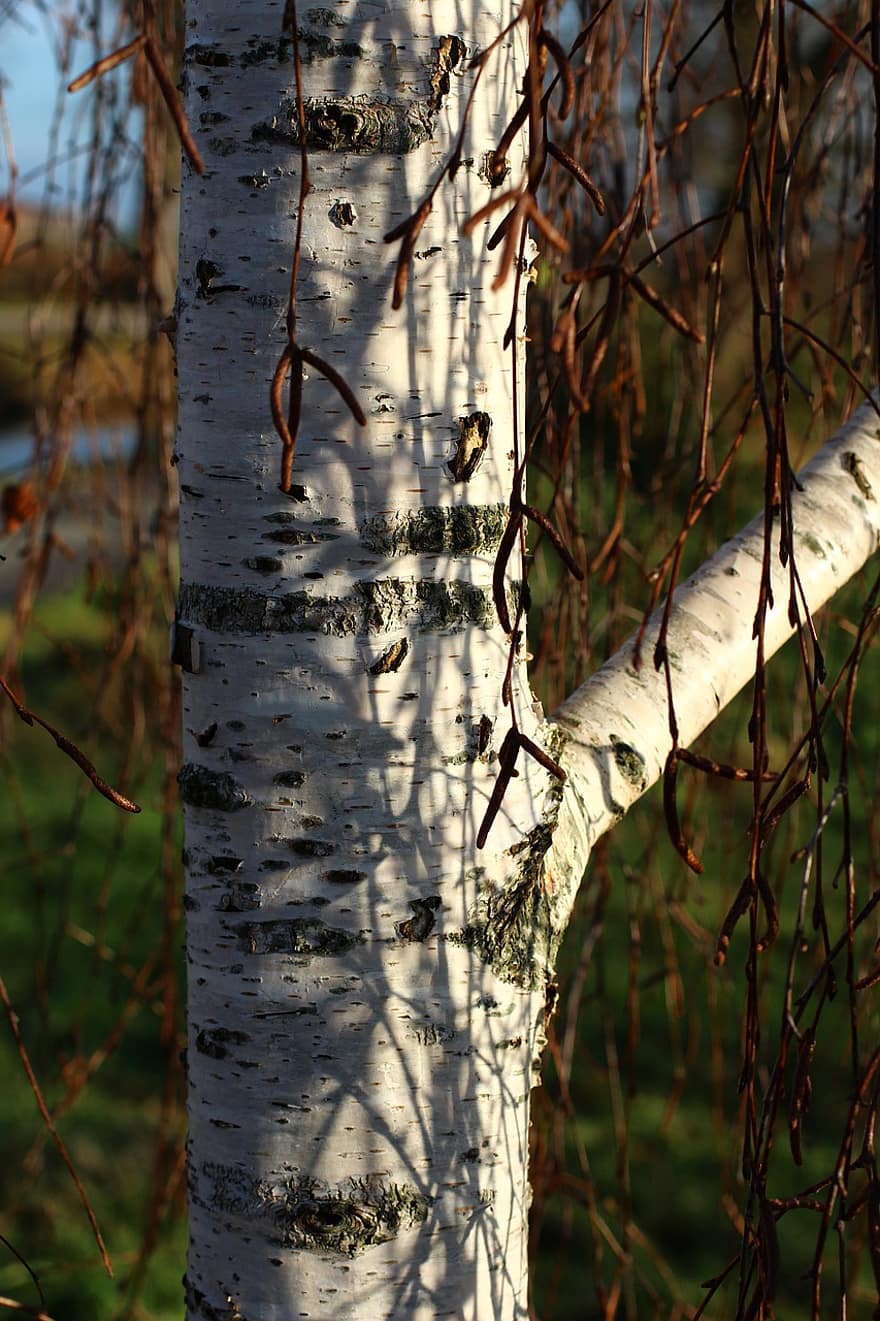 pohon, Birch, alam, cabang