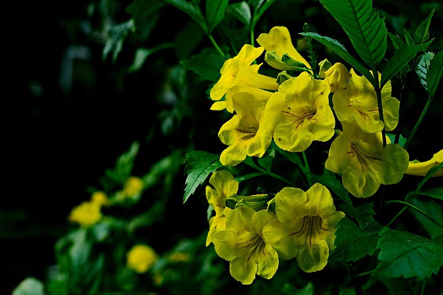 цвете, tecoma stan, флора, растение, листо, зелен цвят, жълт, едър план, лято, свежест, пролетно време