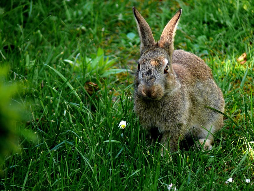 Con thỏ, thú vật, tai dài, tai thỏ, thỏ hoang, đồng cỏ, hoang dã, thỏ Phục Sinh, lông thú, động vật hoang da, động vật có vú