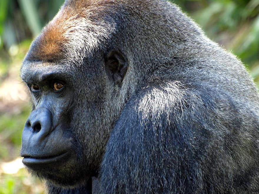 gorila, kera, hewan, mamalia, primata, uang kembali, kuat, mengesankan, bulu, dominan, besar