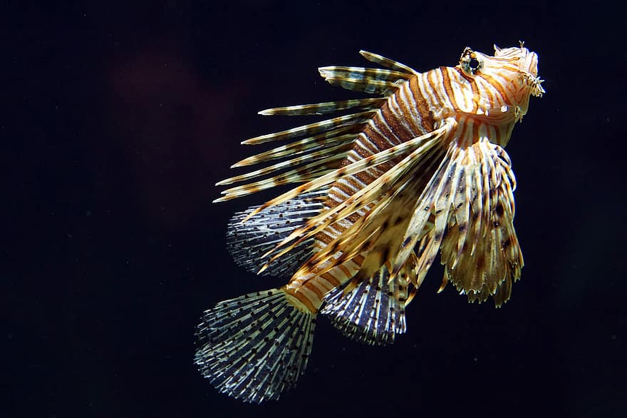 lionfish, žuvis, šviesus, svarstyklės