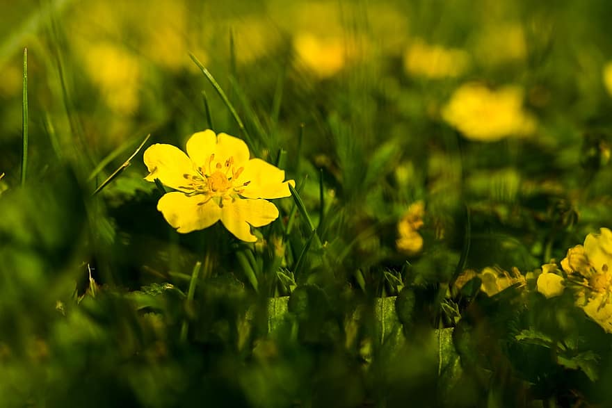 buttercup merayap, cangkir mentega, bunga-bunga, botani, berkembang, mekar, halaman rumput, rumput, bunga, warna hijau, kuning